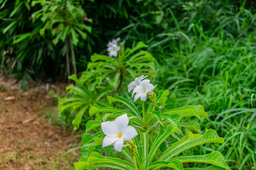 close view of two White Plumeria or frangipani flower tree in rainy day with water droplets flower & leaves with blur background in an indian garden.