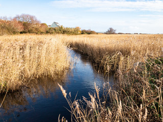 Reeds at Lodmoor Country Park