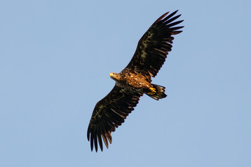 Seeadler im Flug