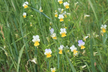 flowers in the grass