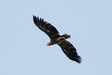 Seeadler im Flug