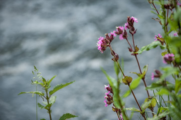 Rote Lichtnelke vor unscharfem Hintergrund