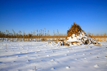 Maize straw piled up in the snow