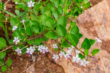Clerodendron Inerme flowers closeup view looking awesome with greenery leaves.