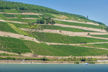 Rüdesheimer Berg Roseneck