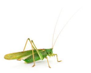 Locust