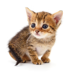 Small brown kitten.