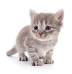 Small gray kitten.