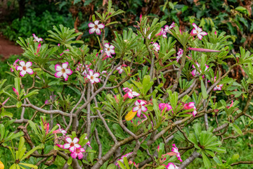 beautiful white pink color flower looking awesome  on a garden with wet leaves in rainy season.
