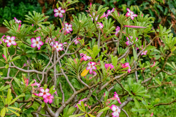 beautiful white pink color flower looking awesome  on a garden with wet leaves in rainy season.