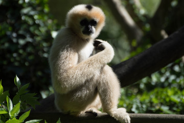 gibbon