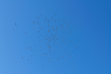 flock of storks