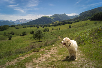 chien des pyrénnées