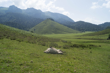 Naklejka premium chien des pyrénnées