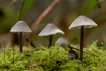 Mycenia Mushrooms, Maulden Woods Bedfordshire