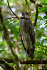Yellow Crowned Night Heron Nyctanassa Violacea, Taken 15/10/2018, La Fortuna, Costa Rica.