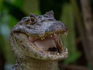 Fototapeta premium Spectacled Caiman - Caiman Crocodilia. Taken 15/10/2018, La Fortuna, Costa Rica