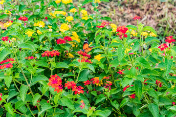 beautiful colourful blooming Lantana camara on a garden with butterfly flying on flower with greenery leaves in rainy season.