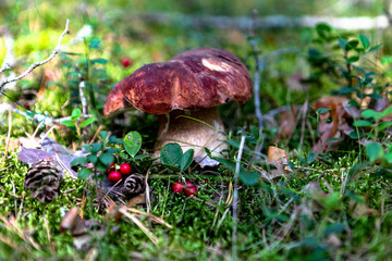 Грибы в лесу