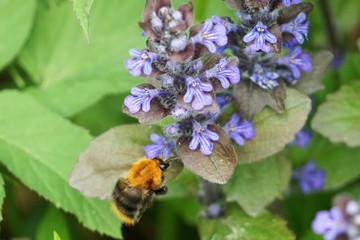 Shaggy bee on a shaggy blue garden flower.