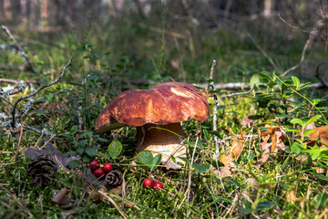 Грибы в лесу