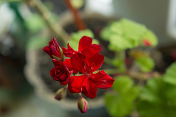 pelargonium flower. red geranium. indoor plants. red flower