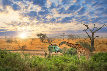 Game drive of Tanzania with amazing sky and sunrise