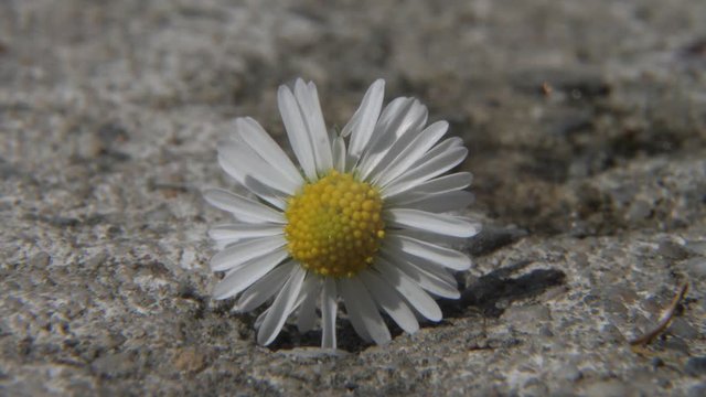 Super macro yellow flower with white petals on the ground,