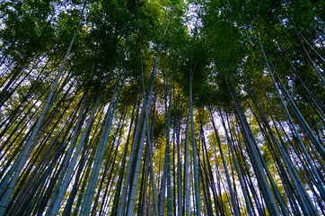 Bambouseraie, Arashiyama, Kyoto, Japon