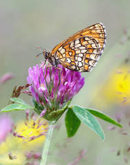Butterfly on flower