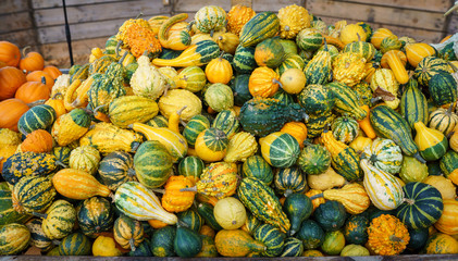 pumpkins in the market