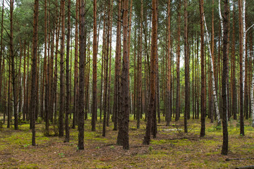 Thick pine forest