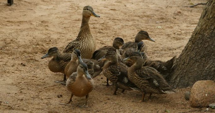 duck with ducklings, large duck family, curiosity and caution