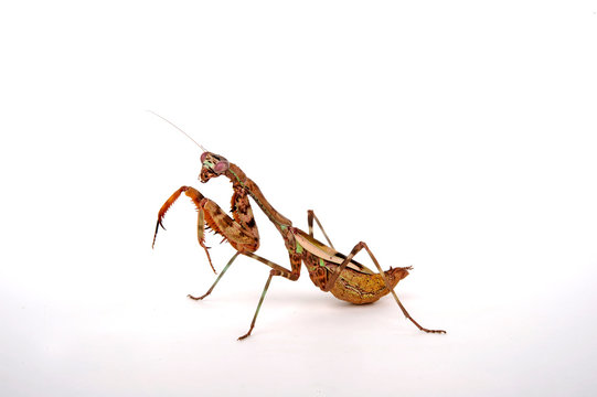 afrikanische Gottesanbeterin / Weibchen (Parasphendale affinis) - budwing mantis / female