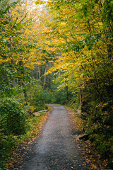 Fototapeta na wymiar Early fall color along a trail, at Minnewaska State Park, in the Shawangunk Mountains, New York