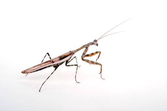 afrikanische Gottesanbeterin / M&auml;nnchen (Parasphendale affinis) - budwing mantis / male