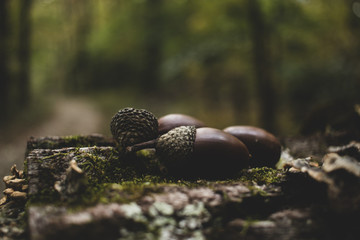 Oak acorn nuts on a tree stump with moss as beautiful seasonal background © Ben