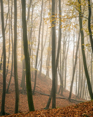 Herbstlicher Buchenwald im Nebel