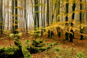 Naturbelassener Buchenwald im Herbst