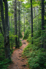 A trail in a lush forest along the Kancamagus Highway, in White Mountain National Forest, New Hampshire