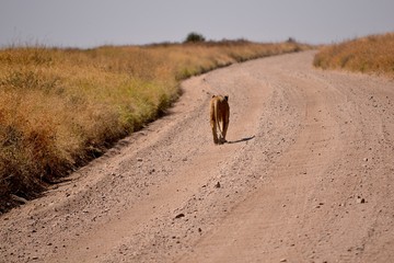 löwin auf strasse serengeti