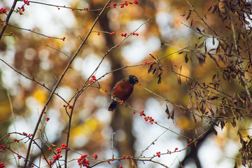 Robin eating red berries on a tree in the woods in Autumn