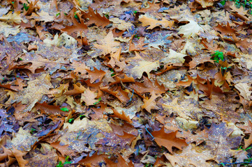 suelo de hojas