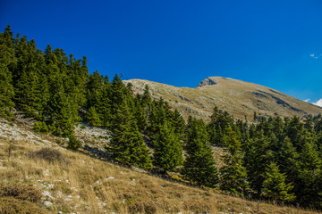 forest mountain ridge nature landscape panorama view from below meadow with many pine trees