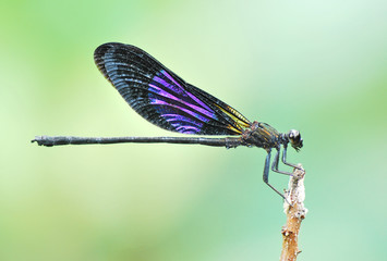 dragonfly,damselfly