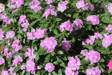 spring flowers beautiful