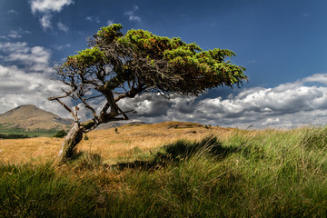 Fototapeta na wymiar Beautiful lone tree in a field with green and yellow grass.