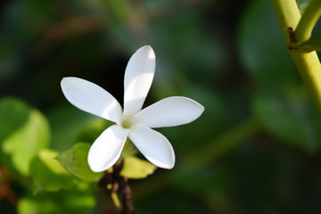 Obraz premium white flower