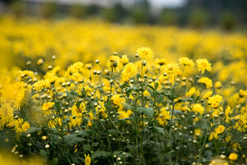 Obraz premium Chinese chrysanthemum flowers in the garden