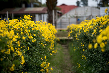 Chinese chrysanthemum flowers in the garden